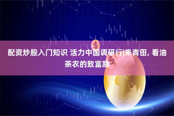 配资炒股入门知识 活力中国调研行|来青田, 看油茶农的致富路